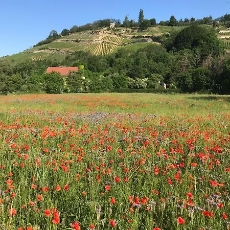 Weissburgunder Am Weinberg *