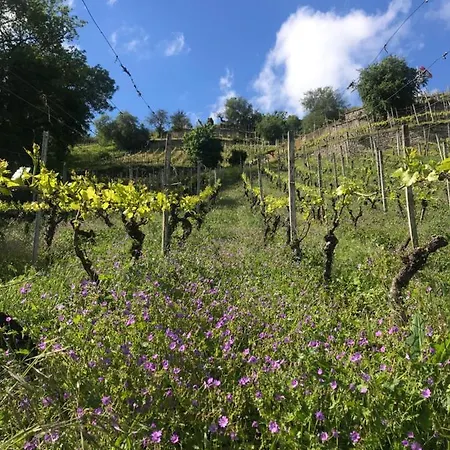 Weissburgunder Am Weinberg