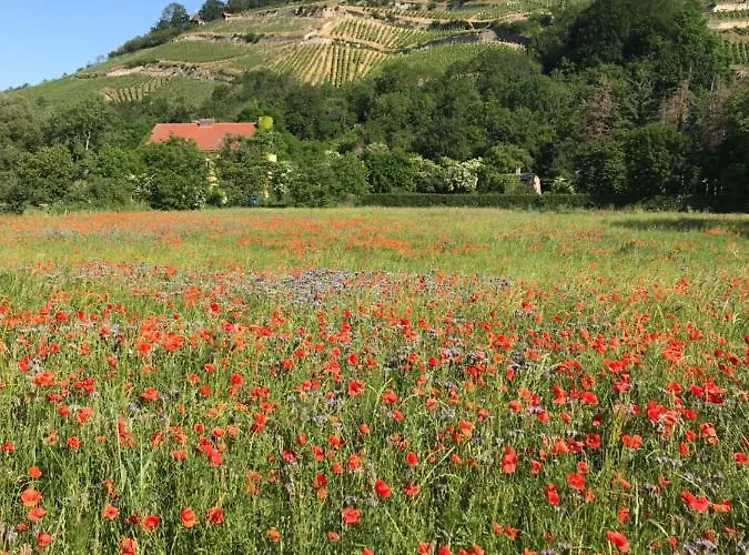 Weissburgunder Am Weinberg *