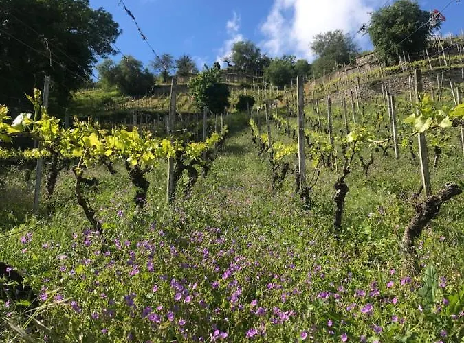 Weissburgunder Am Weinberg